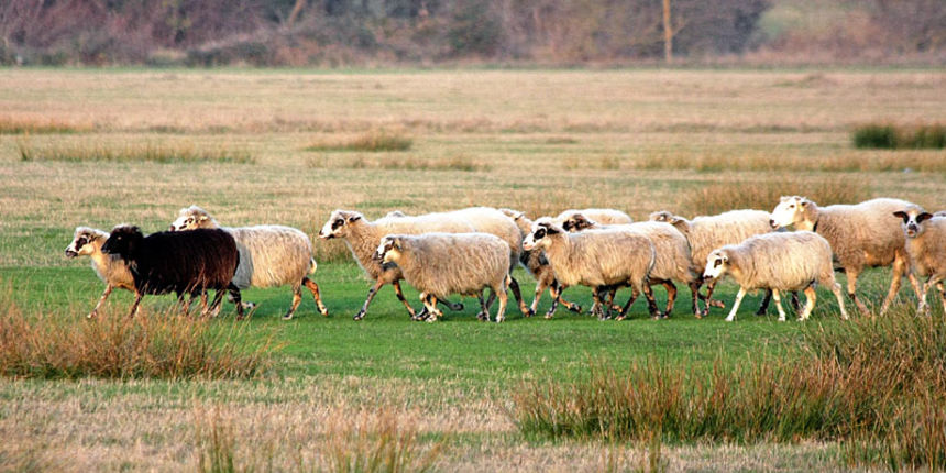 Ovce (foto: A.Gospić)