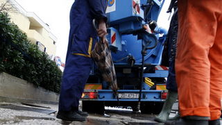 Zadar, 121211.Jaka kisa koja je u jutarnjim satima pala na podrucje Zadra uzrokovala je manje poteskoce u prometu te je poplavljeno nekoliko podruma koja su u brzom vremenu uz pomoc tvrtke Odvodnja i zadarskih vatrogasaca ispumpana. Na slici radnici Odvo Zadar, 121211.Jaka kisa koja je u jutarnjim satima pala na podrucje Zadra uzrokovala je manje poteskoce u prometu te je poplavljeno nekoliko podruma koja su u brzom vremenu uz pomoc tvrtke Odvodnja i zadarskih vatrogasaca ispumpana. Na slici radnici Odvo