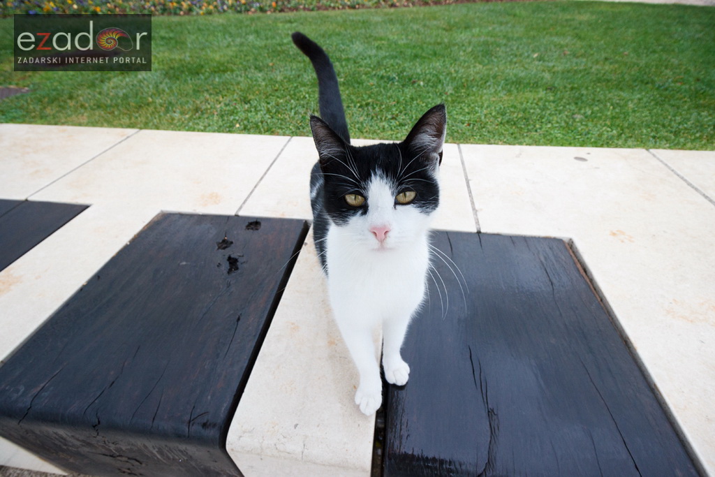 Đir po gradu, srijeda 13. prosinca 2017.