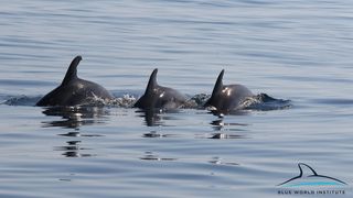 Razigrani dupini na Kornatima i kod Dugog otoka