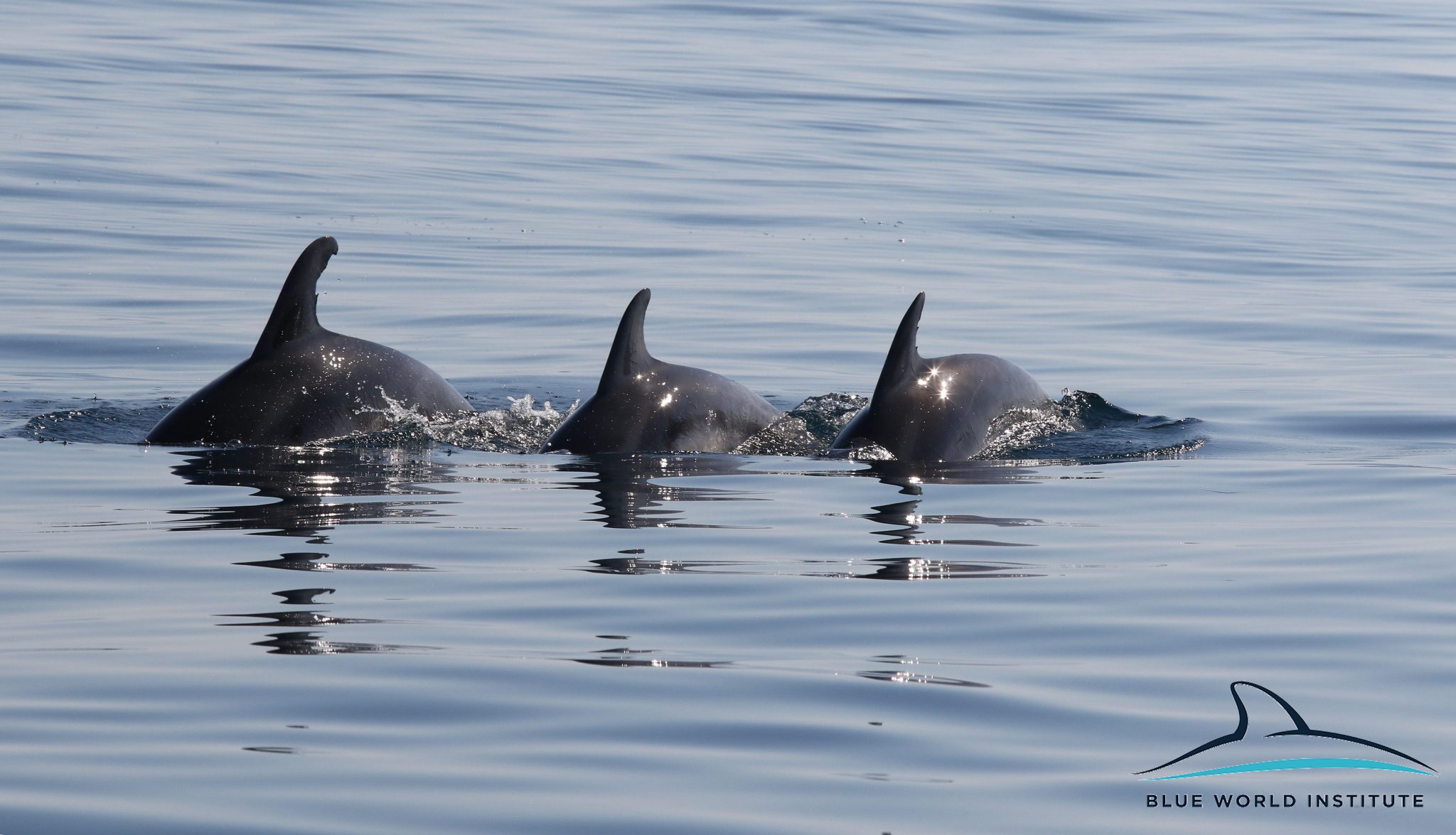 Razigrani dupini na Kornatima i kod Dugog otoka