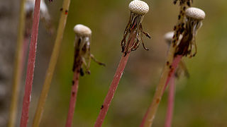 Priroda, cvijece, livada, sparoge, foto: Leo Banic