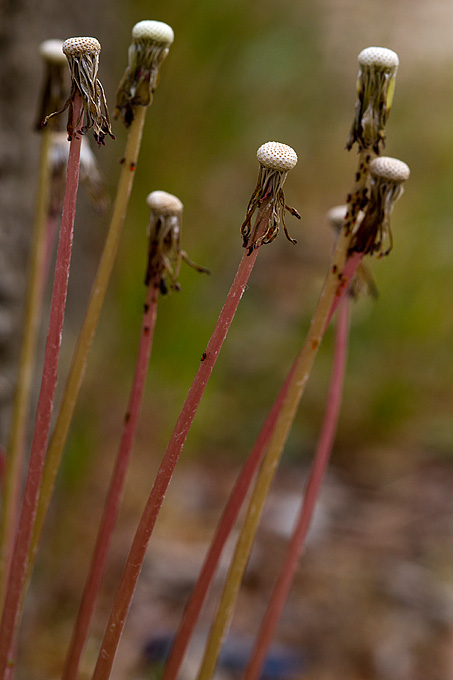 Priroda, cvijece, livada, sparoge, foto: Leo Banic