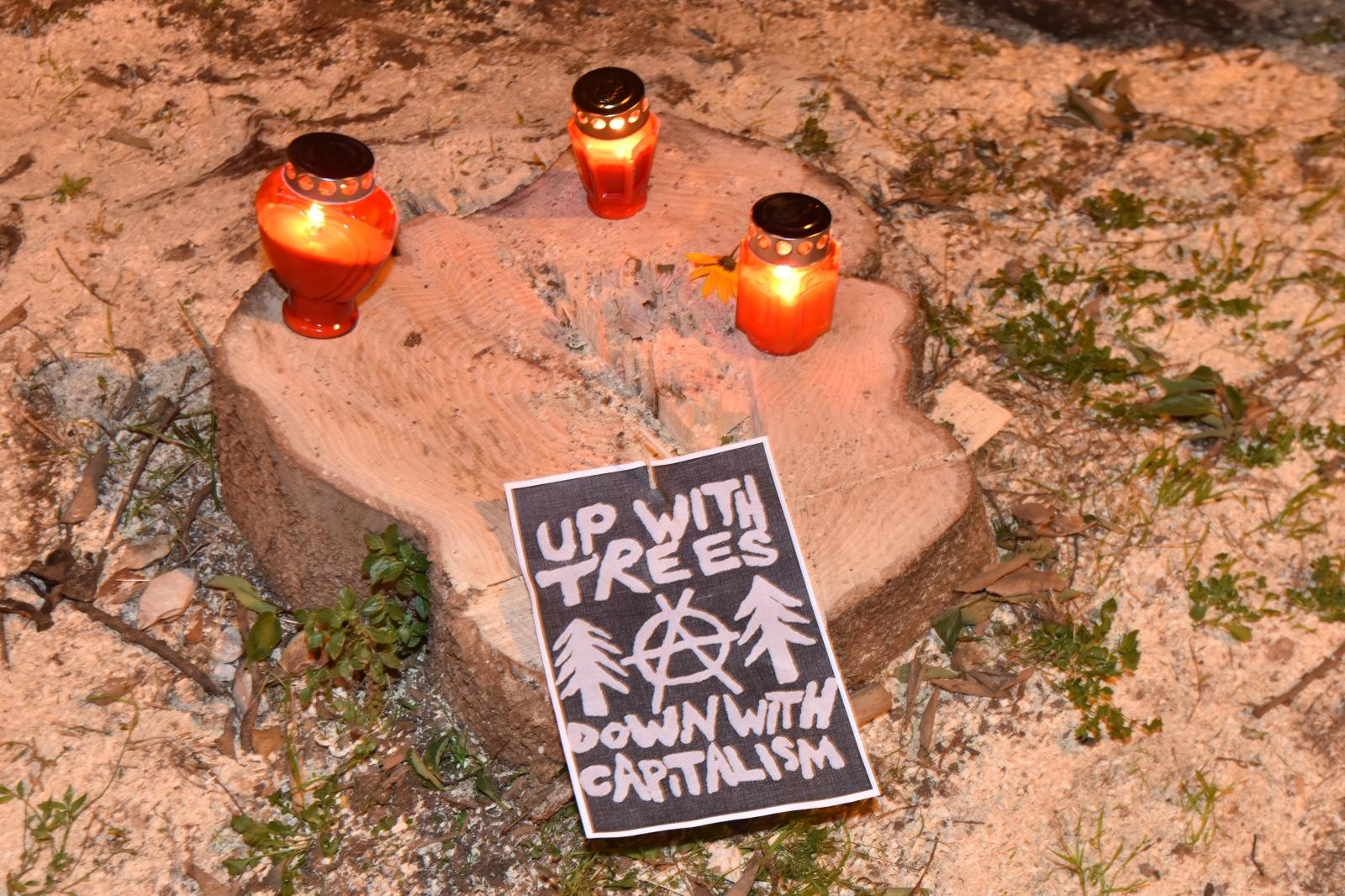 Prosvjed građana zbog odluke Grada da posječe drvored fafarikula u Vruljici Prosvjed građana zbog odluke Grada da posječe drvored fafarikula u Vruljici