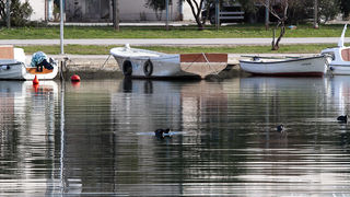Liske u uvali Bregdetti 24. siječnja