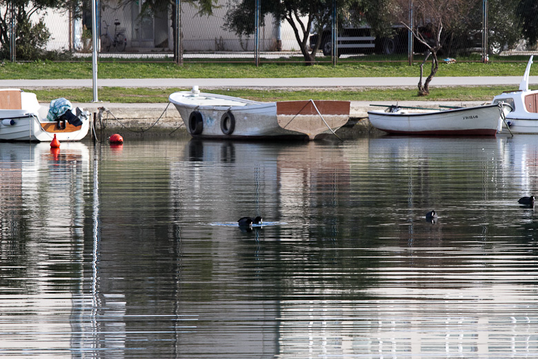 Liske u uvali Bregdetti 24. siječnja