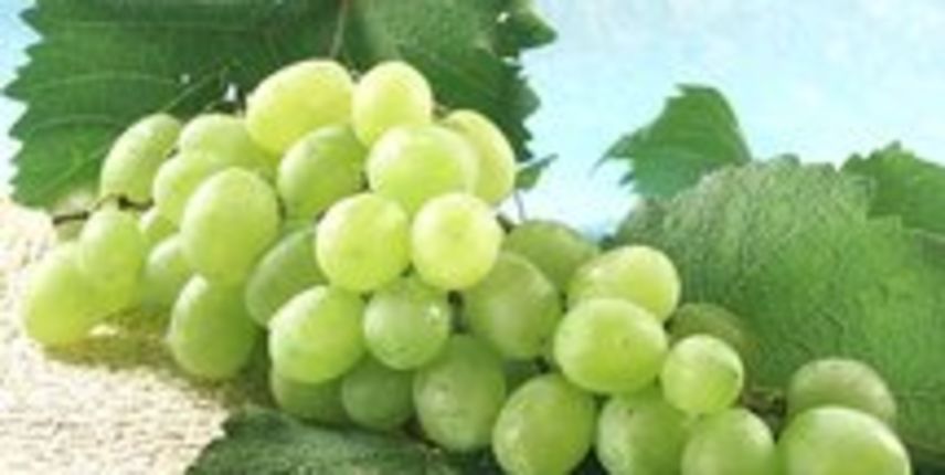 Grožđe (Foto: coolinarika.com)