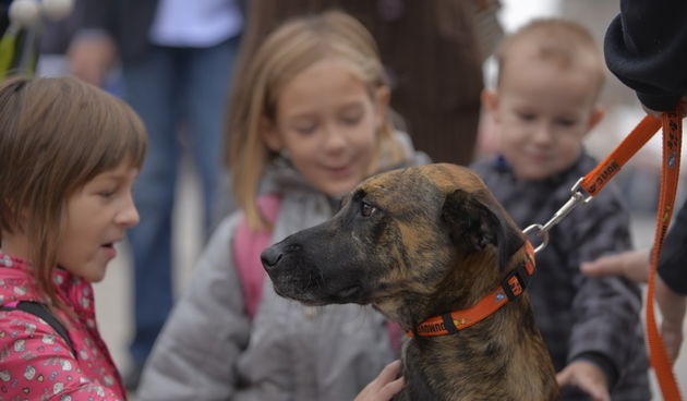 Napusteni pas, psi, kucni ljubimci