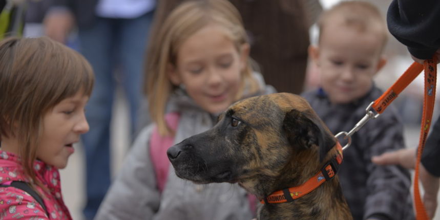 Napusteni pas, psi, kucni ljubimci