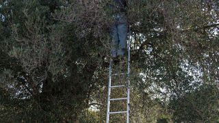 Berba maslina u Lunu, foto: V. Pesic