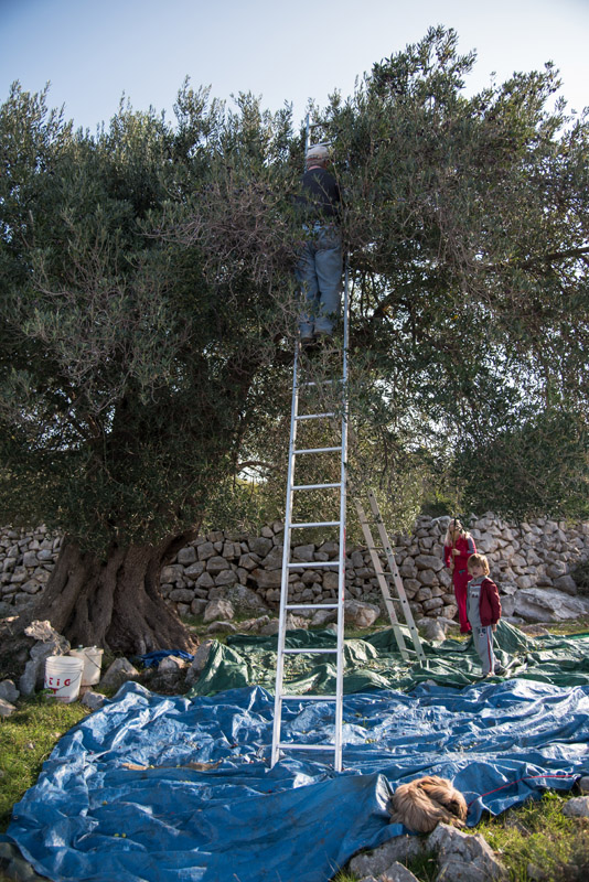 Berba maslina u Lunu, foto: V. Pesic