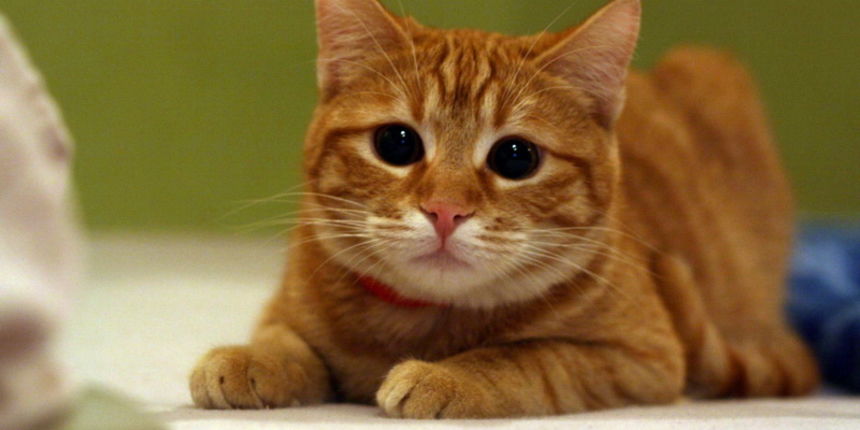 Maca Chantal Maca Chantal