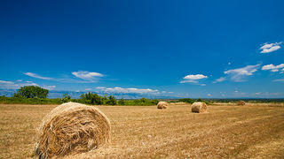 Zlatno žito Dalmacije, slama, foto: Leo Banić