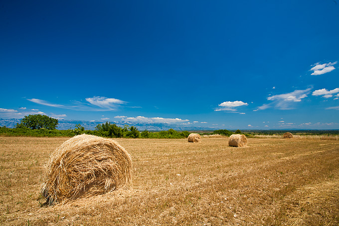 Zlatno žito Dalmacije, slama, foto: Leo Banić