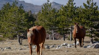 Veliko Rujno: Drago Krapić vlasnik je pedesetak konja koji obitavaju na velebitskim pašnjacima