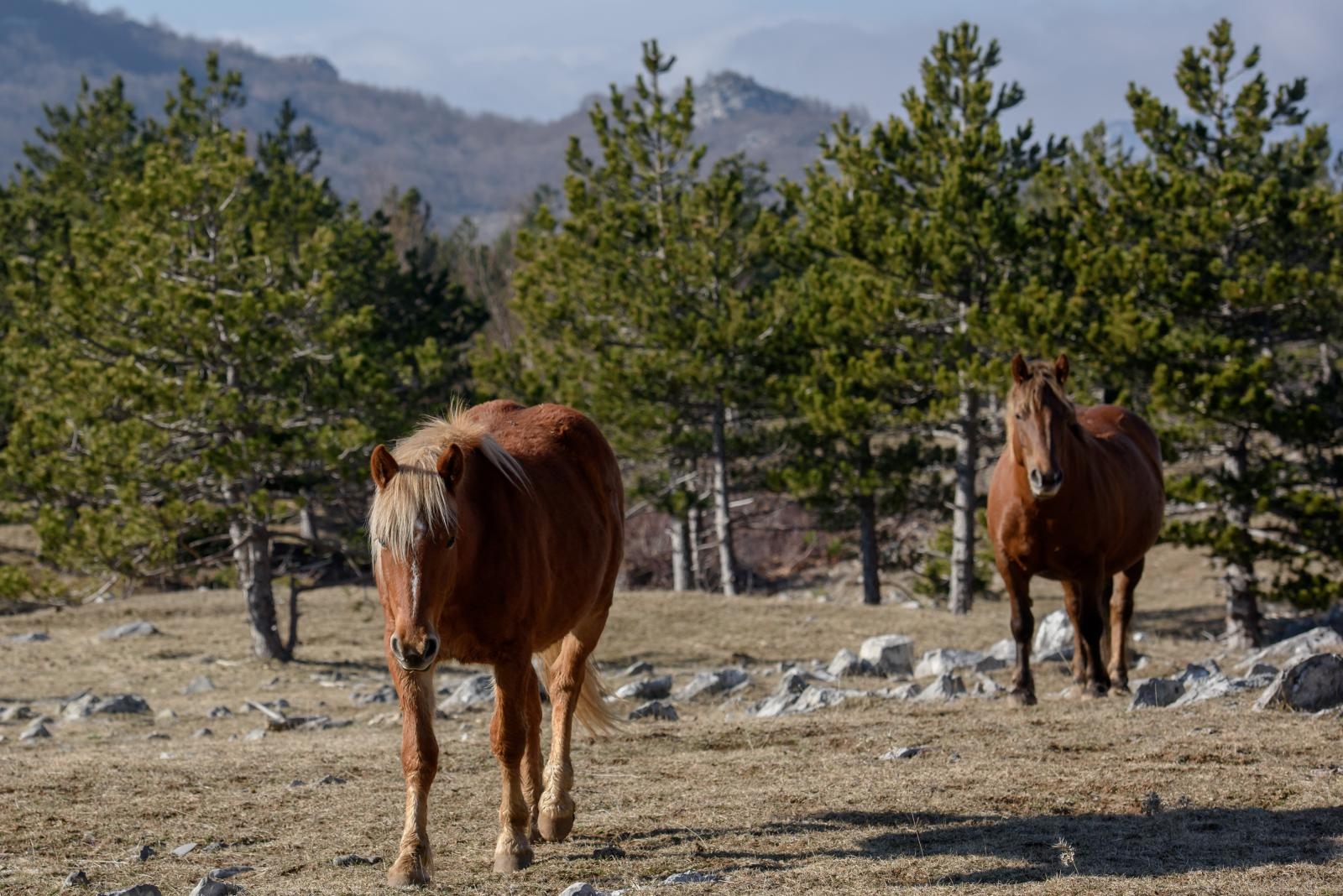 Veliko Rujno: Drago Krapić vlasnik je pedesetak konja koji obitavaju na velebitskim pašnjacima