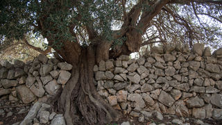 Berba maslina u Lunu, foto: V. Pesic