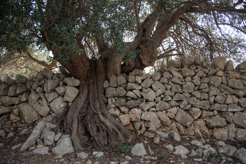Berba maslina u Lunu, foto: V. Pesic