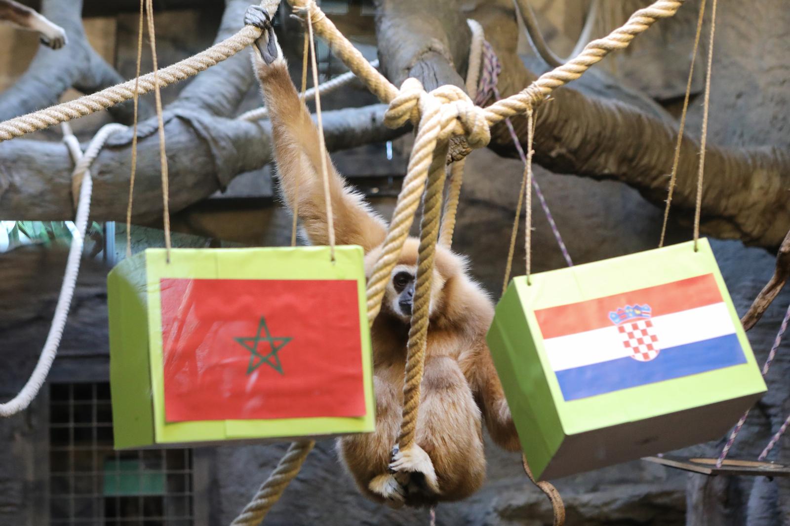 Gibon Kent odabrao pobjednika utakmice Hrvatska – Maroko