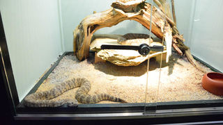 Otvorenje izložbe “Zmije – opasna ljepota”, foto: Iva Perinčić Otvorenje izložbe “Zmije – opasna ljepota”, foto: Iva Perinčić