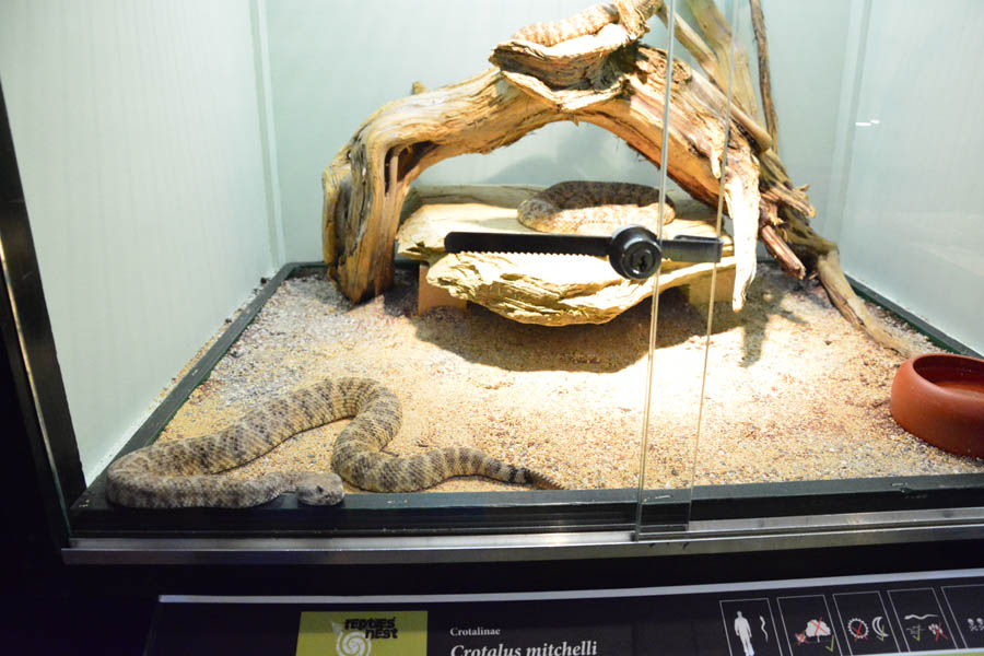 Otvorenje izložbe “Zmije – opasna ljepota”, foto: Iva Perinčić Otvorenje izložbe “Zmije – opasna ljepota”, foto: Iva Perinčić