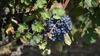 Vinogradi u Donjem polju kod Šibenika prepuni su zdravog crnog i bijeloga grozđa a ovih dana očekuju se i prve prve berbe. Photo: Hrvoje Jelavić/PIXSELL Vinogradi u Donjem polju kod Šibenika prepuni su zdravog crnog i bijeloga grozđa a ovih dana očekuju se i prve prve berbe. Photo: Hrvoje Jelavić/PIXSELL