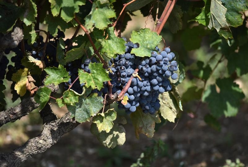 Vinogradi u Donjem polju kod Šibenika prepuni su zdravog crnog i bijeloga grozđa a ovih dana očekuju se i prve prve berbe. Photo: Hrvoje Jelavić/PIXSELL Vinogradi u Donjem polju kod Šibenika prepuni su zdravog crnog i bijeloga grozđa a ovih dana očekuju se i prve prve berbe. Photo: Hrvoje Jelavić/PIXSELL