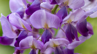 Priroda, cvijece, livada, sparoge, foto: Leo Banic