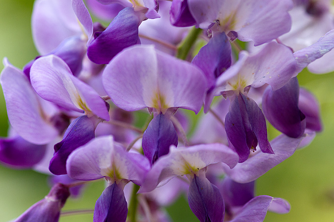 Priroda, cvijece, livada, sparoge, foto: Leo Banic