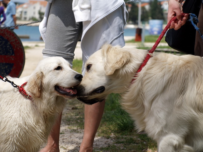 Zadar: Medjunarodna izlozba pasa CACIB 1. svibnja 2010.