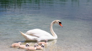 Labudovi na Vranskom jezeru, Foto: Ivana Zubak