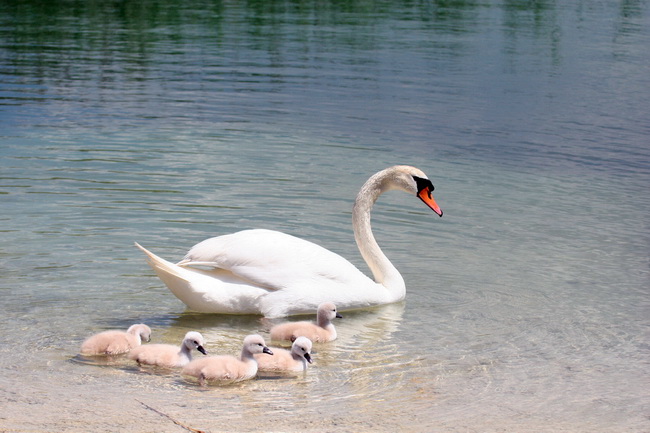 Labudovi na Vranskom jezeru, Foto: Ivana Zubak