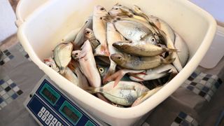 Vir: Memorijalni udičarski kup “Tonči Spavalica”