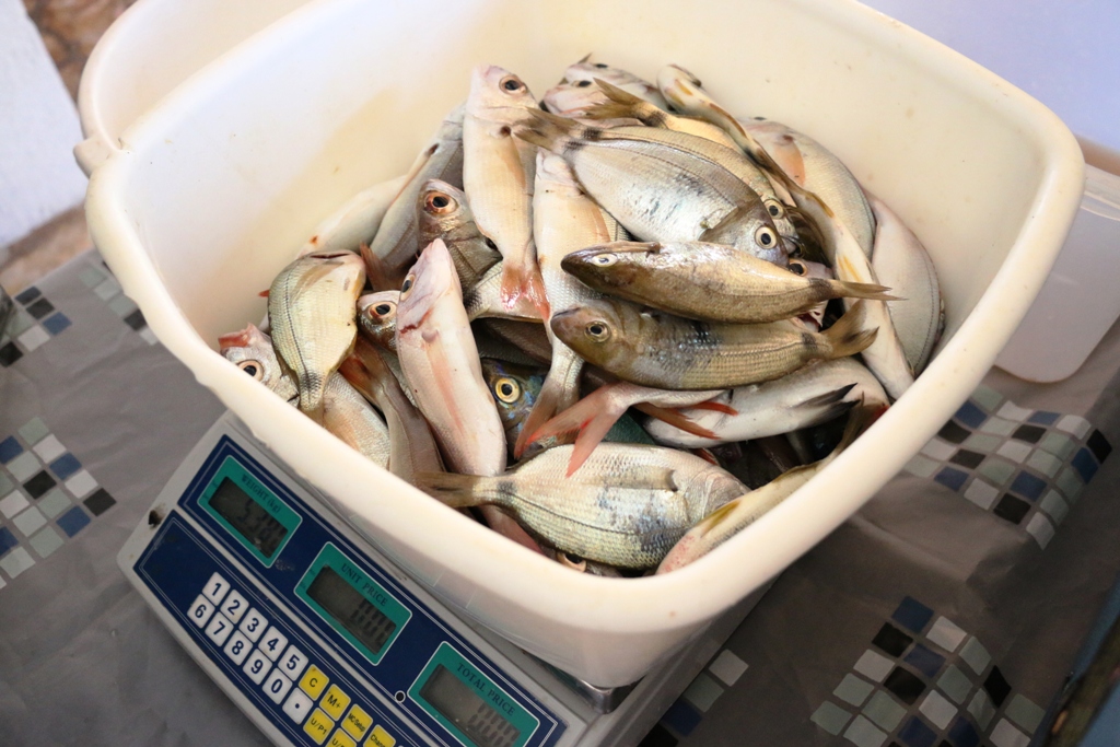 Vir: Memorijalni udičarski kup “Tonči Spavalica”