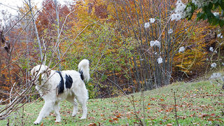Lička jesen u znaku gljiva, Foto: Leo Banić
