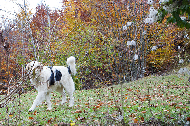 Lička jesen u znaku gljiva, Foto: Leo Banić
