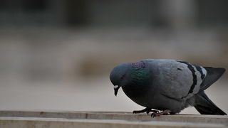 Bura i snijeg u Zadru 1. veljače 2012, Foto: Duje Surać