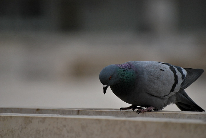 Bura i snijeg u Zadru 1. veljače 2012, Foto: Duje Surać