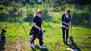Kinološka udruga Malinois