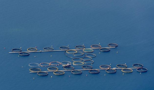 Kavezi za uzgoj tuna u blizini otoka Ugljana. Photo: Dino Stanin/PIXSELL