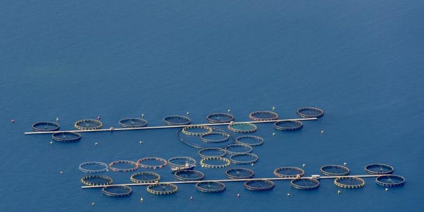 Kavezi za uzgoj tuna u blizini otoka Ugljana. Photo: Dino Stanin/PIXSELL Kavezi za uzgoj tuna u blizini otoka Ugljana. Photo: Dino Stanin/PIXSELL