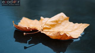 Đir po gradu, ponedjeljak 13. studenog 2017. Jese, pao list