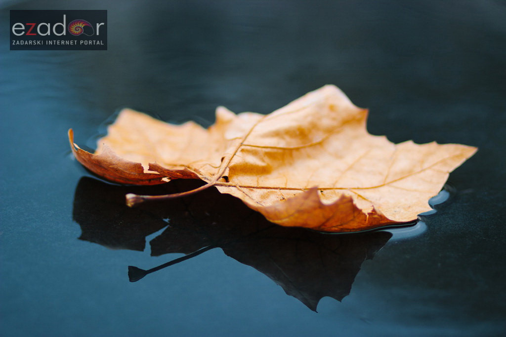 Đir po gradu, ponedjeljak 13. studenog 2017. Jese, pao list