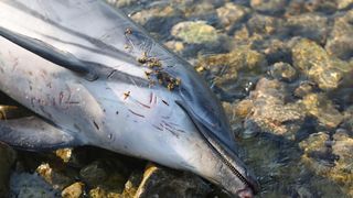 Na plaži u Zablaću pronađen uginuli dupin Na plaži u Zablaću pronađen uginuli dupin