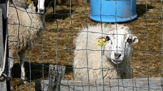 2. Pag Island Trail & Treking @ Metajna 2. Pag Island Trail & Treking @ Metajna