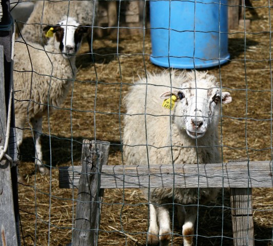 2. Pag Island Trail & Treking @ Metajna 2. Pag Island Trail & Treking @ Metajna