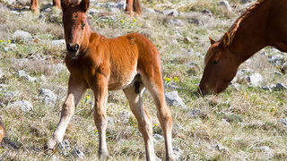 Divlji konji na Velebitu, foto: Leo Banić