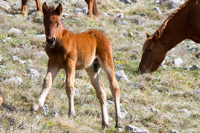 Divlji konji na Velebitu, foto: Leo Banić