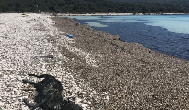 Plaža Sakarun na Dugom otoku prepuna smeća i strvina
