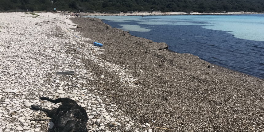 Plaža Sakarun na Dugom otoku prepuna smeća i strvina